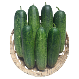 Naira Cucumber From Known You Seed (India)-KYI